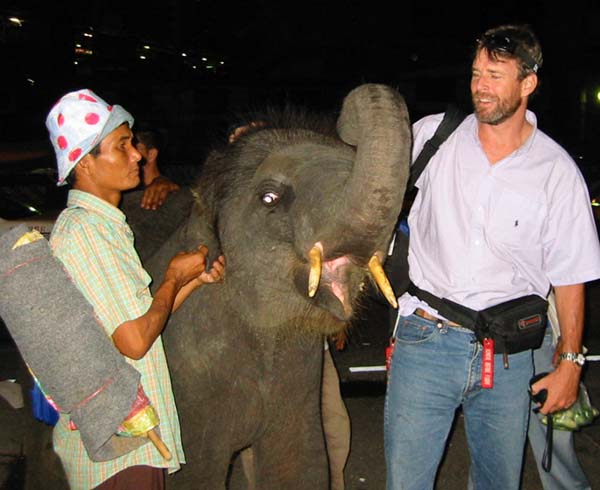 Lamsin the Elephant