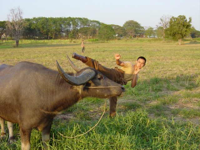Rat high kicks the buffalo